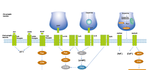 Neuronal Signaling Related Signaling Pathway